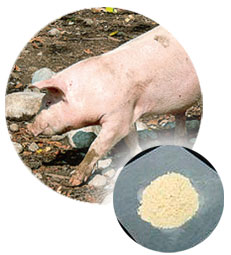 動物性機能性素材：エラスチン